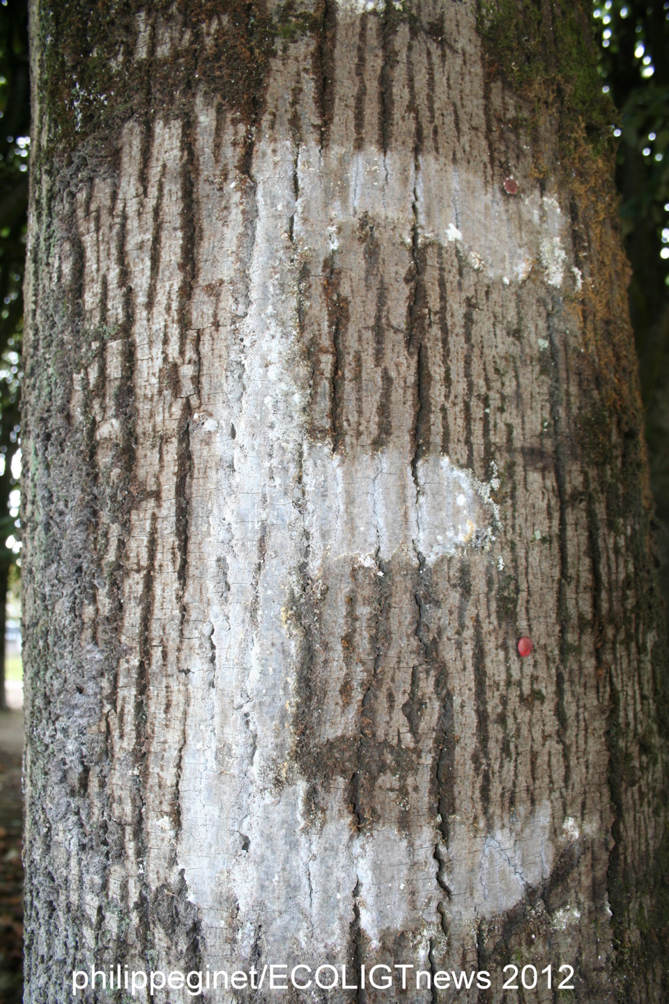 NANTES. OPERATIONS CROIX BLANCHES AU SQUARE MERCOEUR NANTES. OPERATIONS CROIX BLANCHES AU SQUARE MERCOEUR