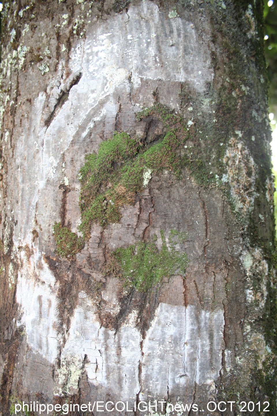 NANTES. OPERATIONS CROIX BLANCHES AU SQUARE MERCOEUR NANTES. OPERATIONS CROIX BLANCHES AU SQUARE MERCOEUR