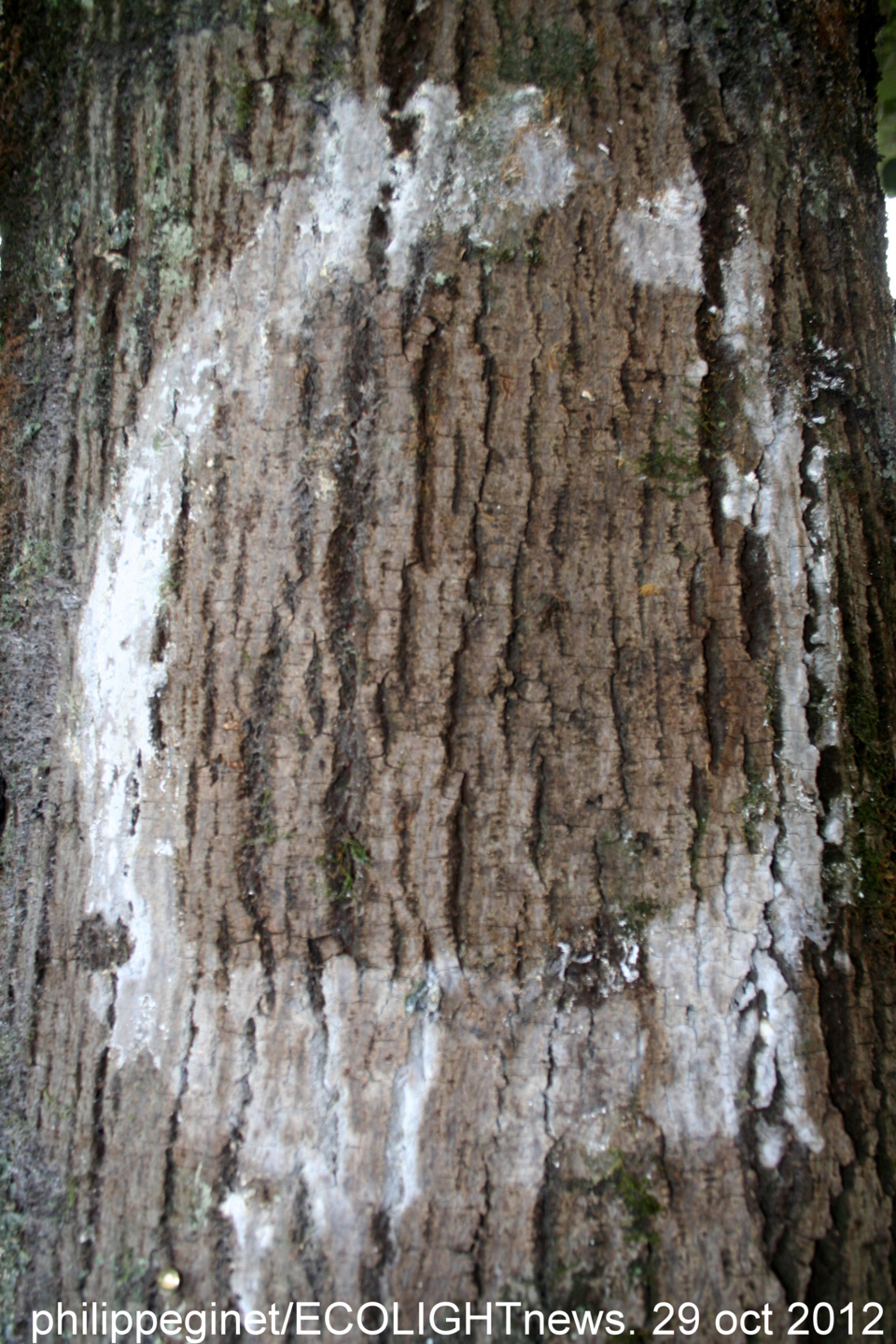 Ceux là sont autour de la fontaine... Ceux là sont autour de la fontaine...