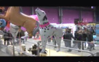 Salon du chiot à la Troc'