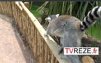 TVREZE en safari-reportage à Planète Sauvage